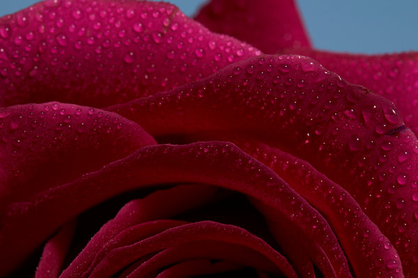 Damascena Rose