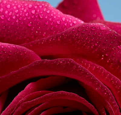 A close-up of a vibrant red rose adorned with glistening water droplets, showcasing its delicate petals and natural beauty.