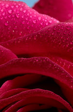A close-up of a vibrant red rose adorned with glistening water droplets, showcasing its delicate petals and natural beauty.