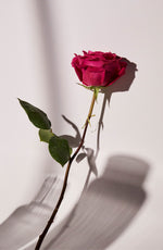 A vibrant pink rose with dark green leaves, standing upright against a white background. The flower casts a shadow on the surface.