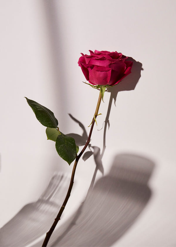 A vibrant pink rose with dark green leaves, standing upright against a white background. The flower casts a shadow on the surface.